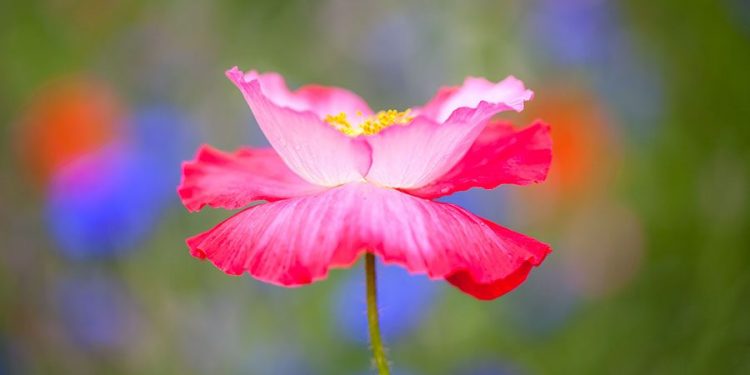 Bộ sưu tập 99 ảnh hoa đẹp nhất dành cho người yêu thích hoa
