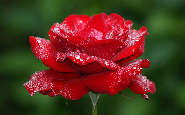 Những hình ảnh đẹp về hoa hồng