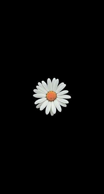 Hoa cúc trắng luôn tượng trưng cho sự trong sáng và tinh khiết. Hãy tạo cho mình một không gian trong lành với hình nền hoa cúc trắng trên thiết bị điện thoại của bạn. Hãy để những cánh hoa trắng cùng bạn trải qua một ngày mới tốt lành!