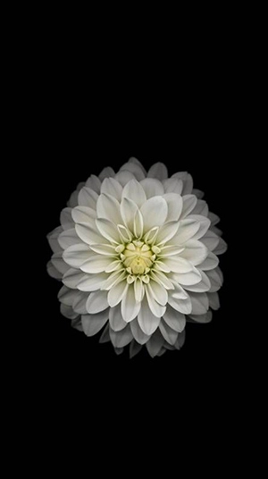 Hình nền điện thoại với hoa cúc trắng buồn sẽ khiến bạn cảm thấy bình yên và thanh thản. Hãy để màu trắng tinh khôi của hoa cúc giúp bạn có một ngày mới đầy năng lượng và tươi mới.